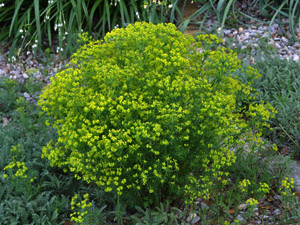 Vivers Càrex - Euphorbia cyparissias